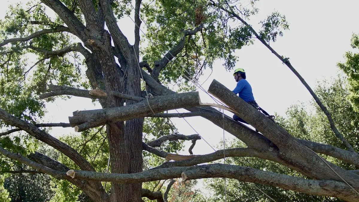 Professional Hazardous Tree Removal performed by certified arborists in Hinton