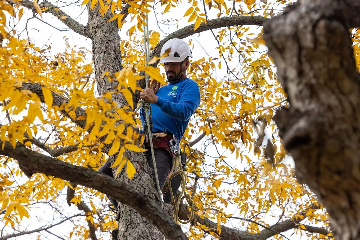 Skilled Storm Damage Cleanup crew working in Hinton